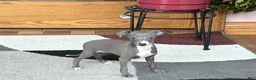 Italian Greyhound dogs for sale: Sara - Ad 1