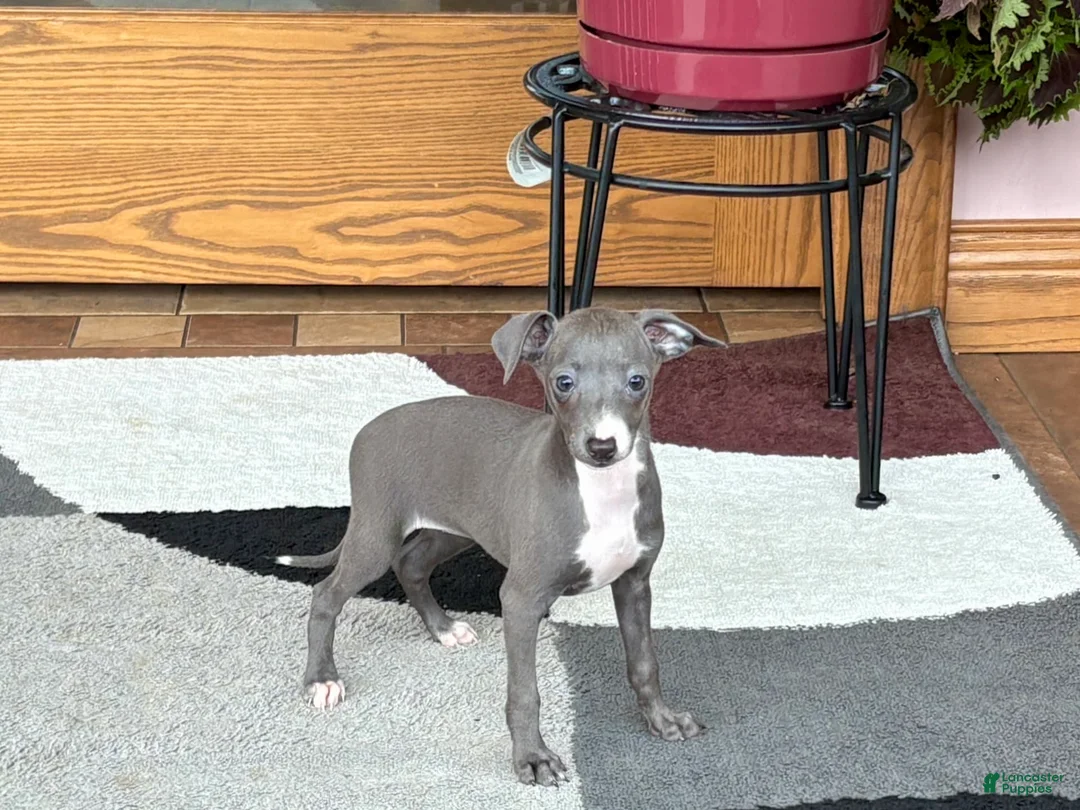 Italian Greyhound dogs for sale: Sara - Ad 1