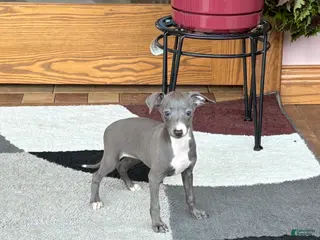 Italian Greyhound dogs Sara - Ad 3
