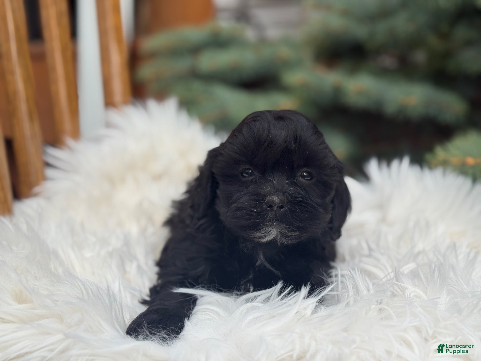 Shihpoo dogs Sadie - Ad 2