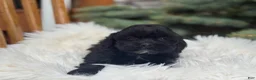 Shihpoo dogs for sale: Sadie - Ad 2