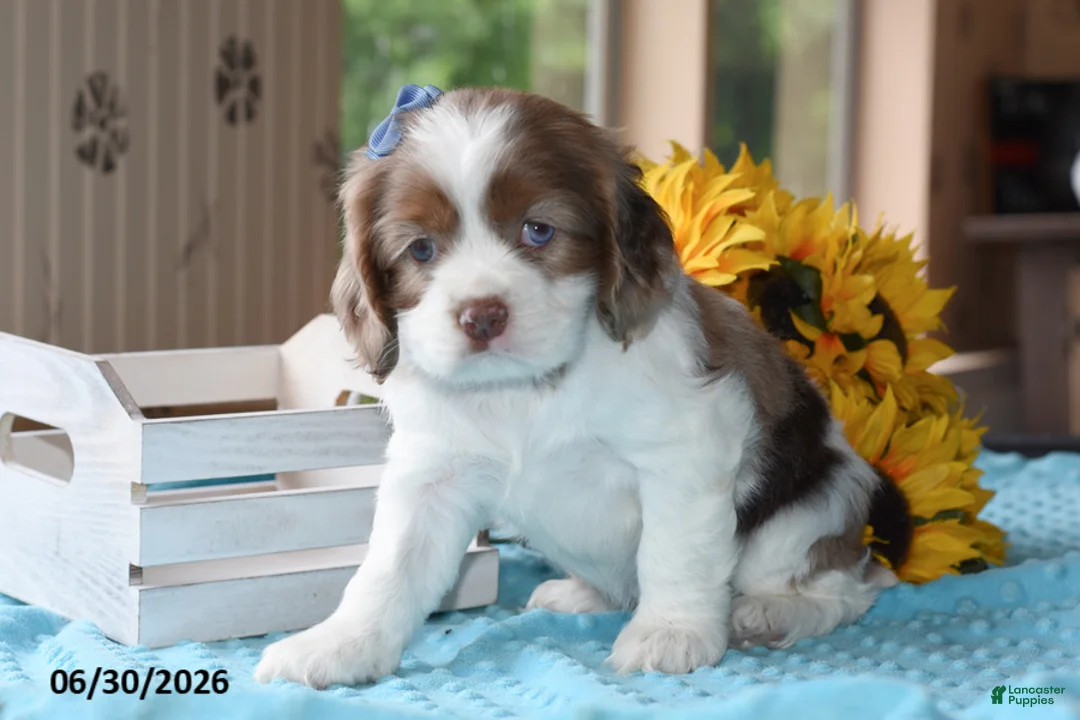 Cocker Spaniel dogs for sale: Jewel - Ad 2