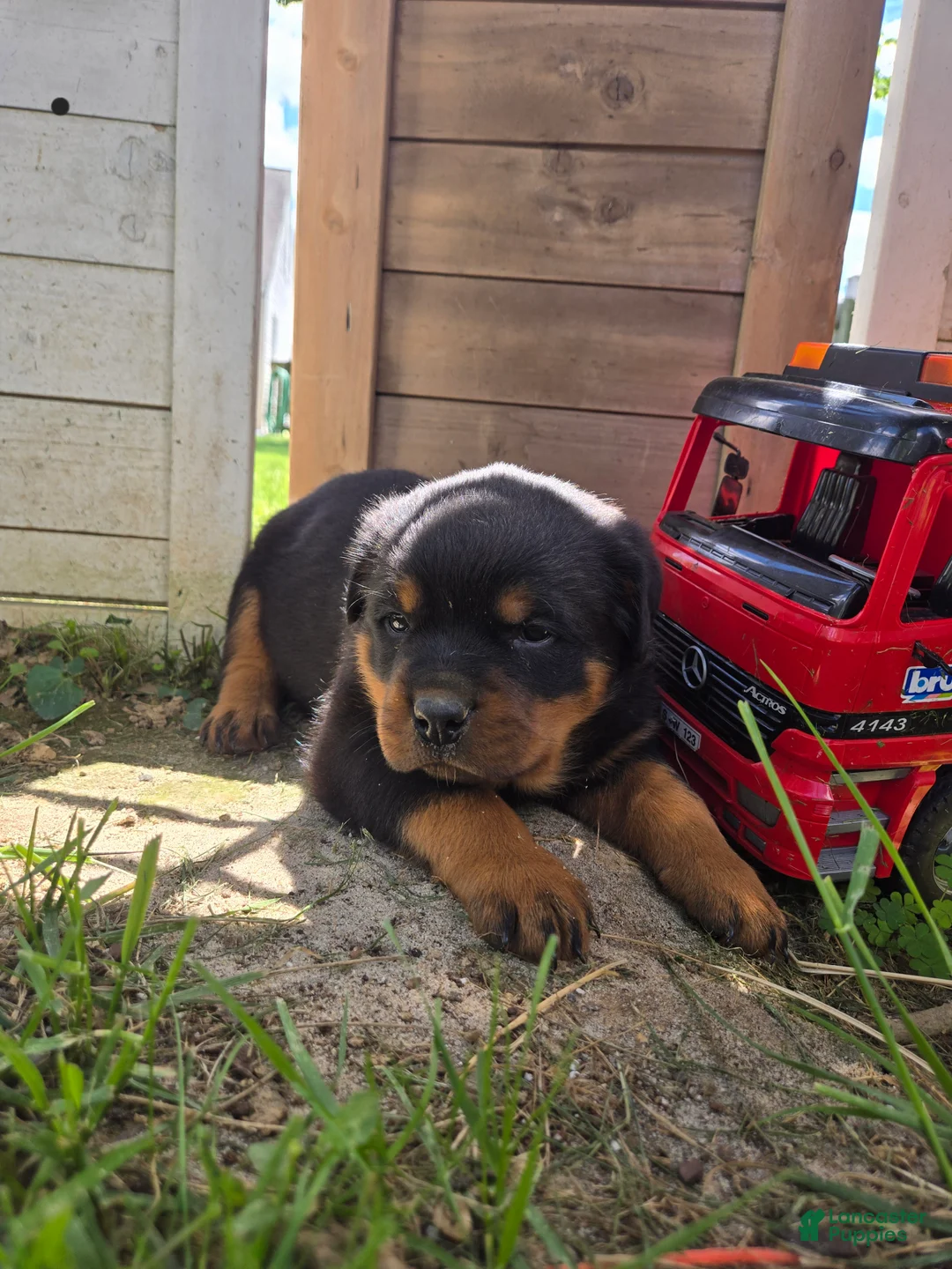 Rottweiler dogs for sale: Buck - Ad 1