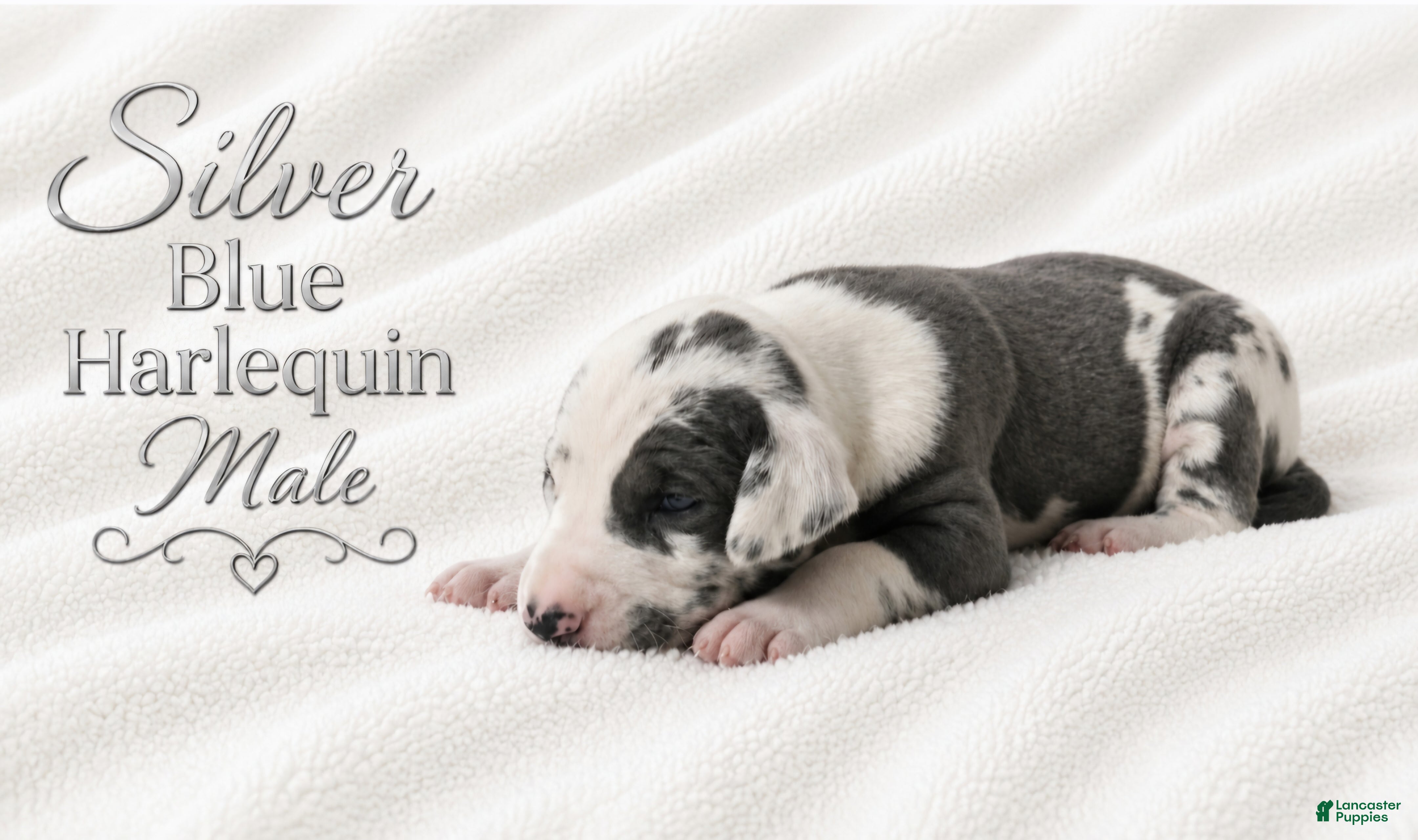 Great Dane dogs Silver - Ad 36
