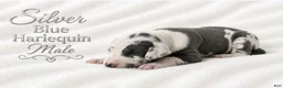 Great Dane dogs for sale: Silver - Ad 1