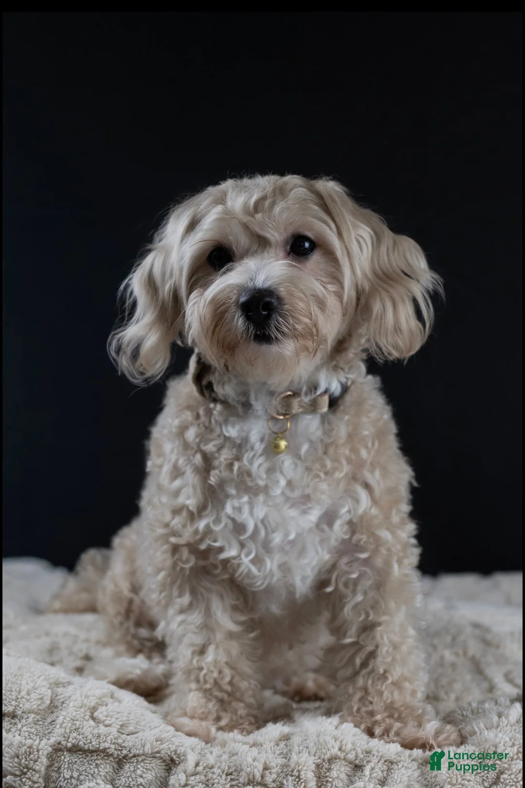 Maltipoo dogs for sale: Chub-Chub  - Ad 4