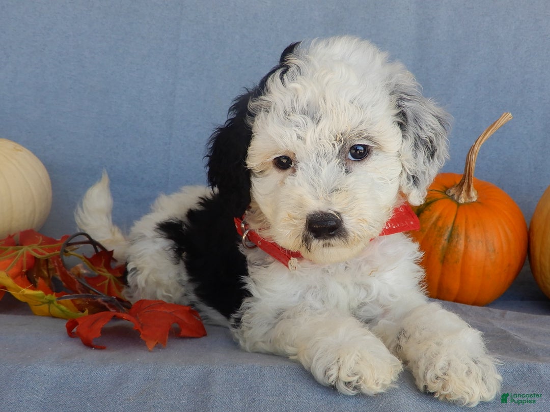 Sheepadoodle dogs for sale: Panda (medium) - Ad 17