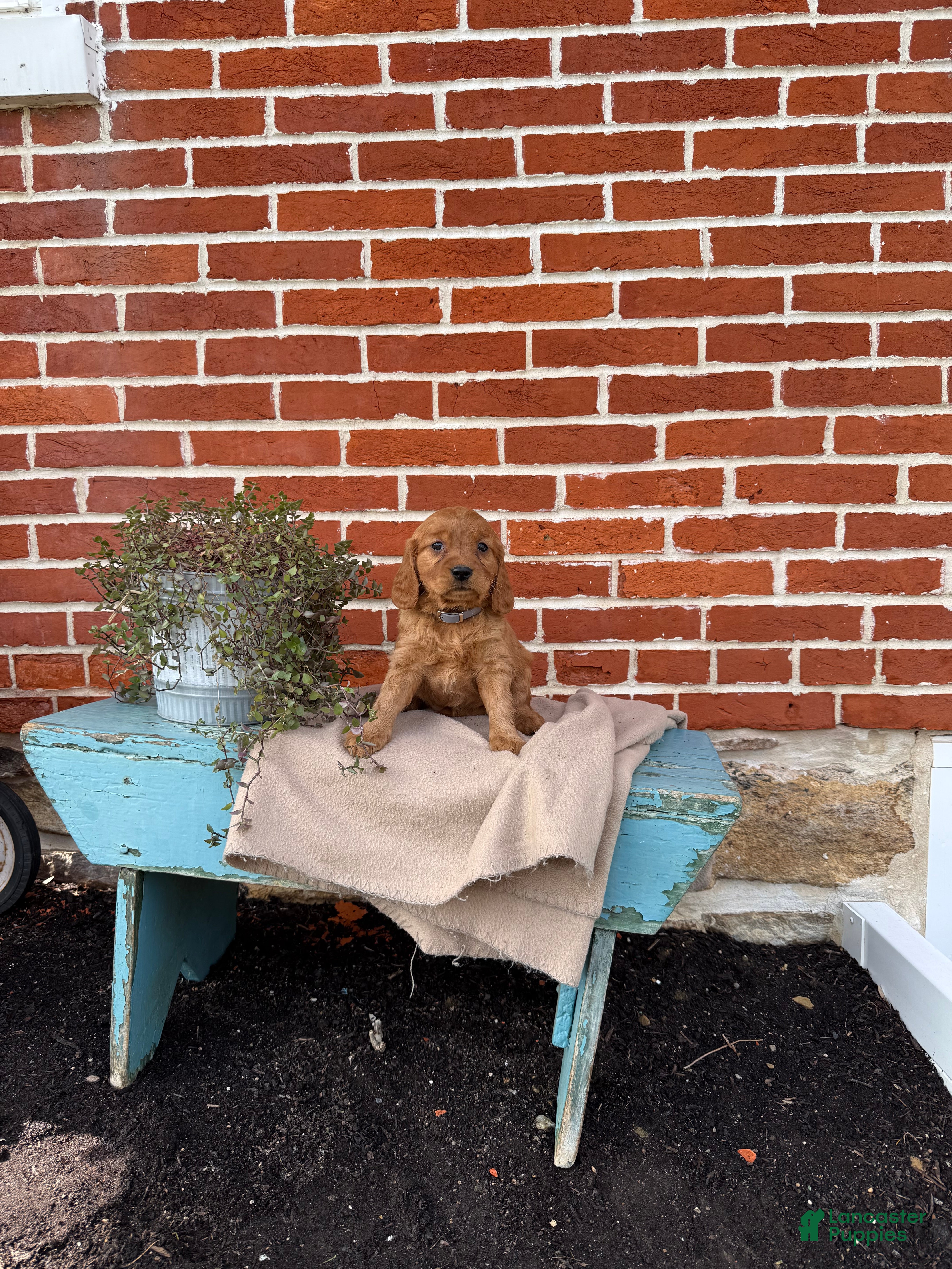 Miniature Golden Retriever dogs Miniature Golden Retriever Puppy 3 - Ad 1