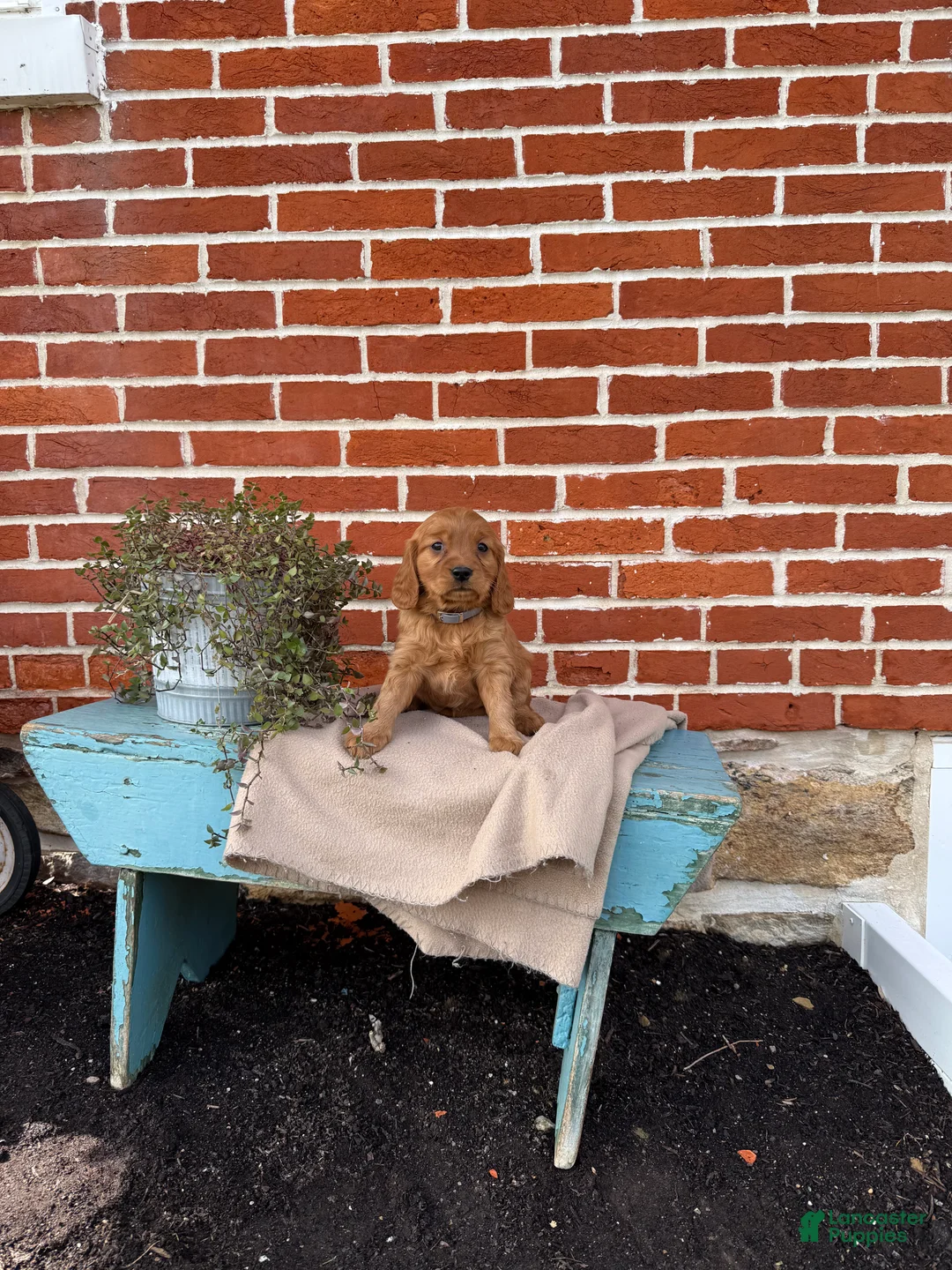 Miniature Golden Retriever dogs for sale: Miniature Golden Retriever Puppy 3 - Ad 1