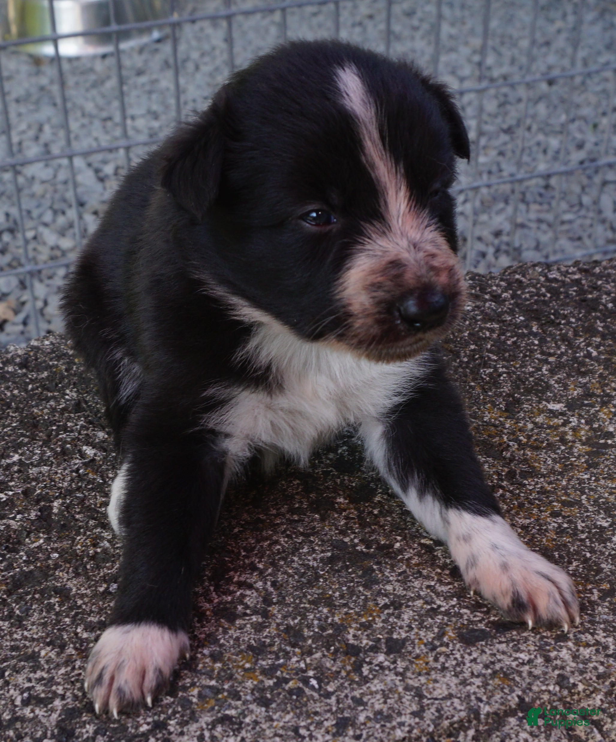 Border Collie dogs ROXY - Ad 8