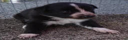 Border Collie dogs for sale: ROXY - Ad 1