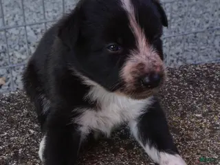 Border Collie dogs ROXY - Ad 10