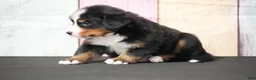 Bernese Mountain Dog dogs for sale: Bernese Mountain Dog Puppy 3 - Ad 3