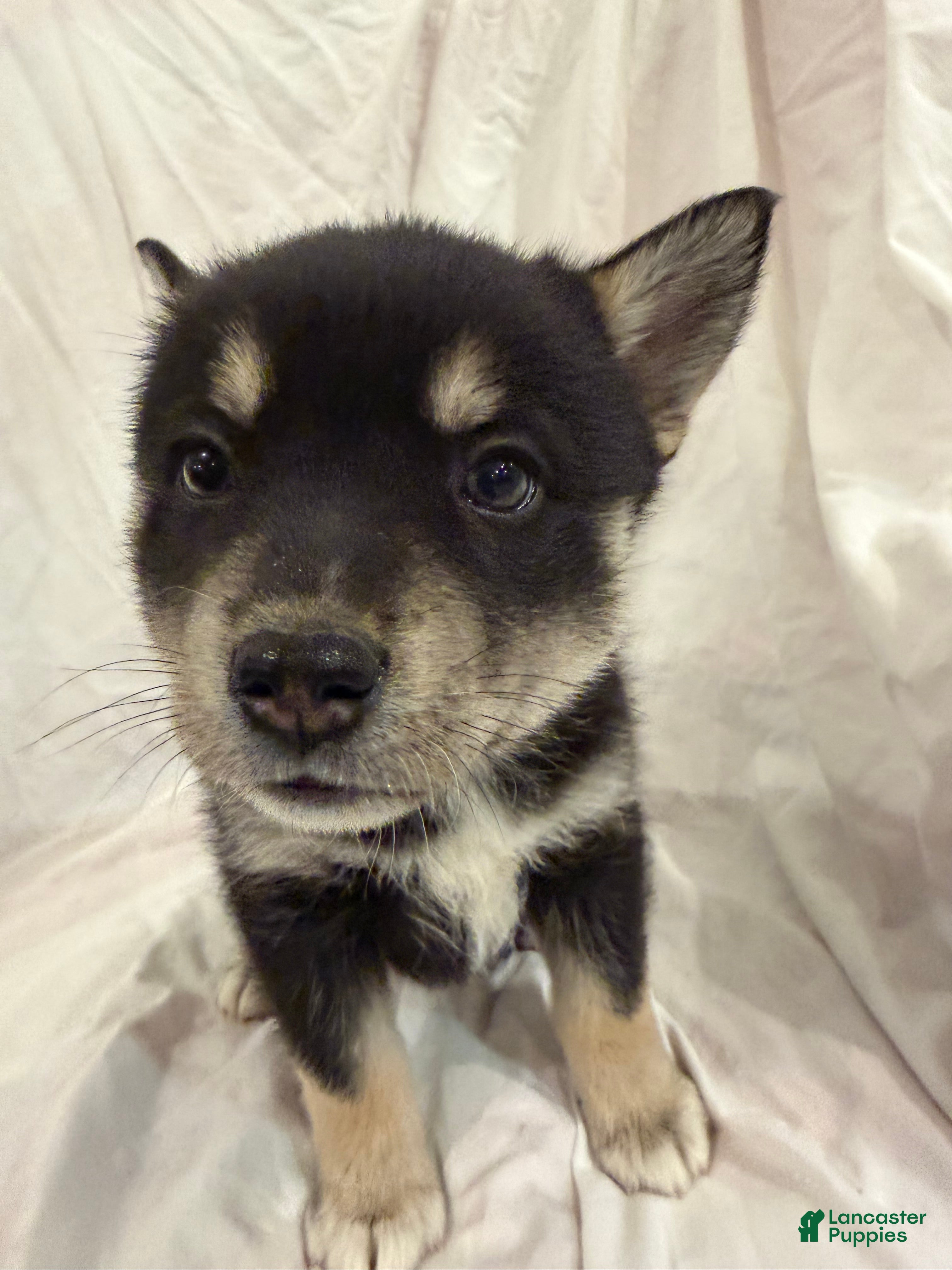 Pomsky dogs Pumpkin  - Ad 4