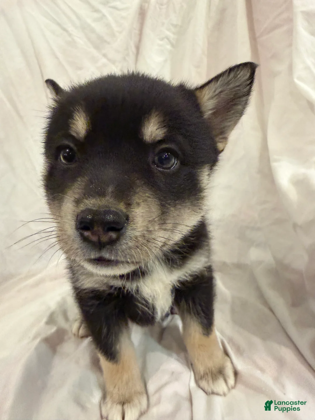 Pomsky dogs for sale: Pumpkin  - Ad 1