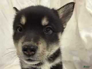 Pomsky dogs Pumpkin - Ad 4