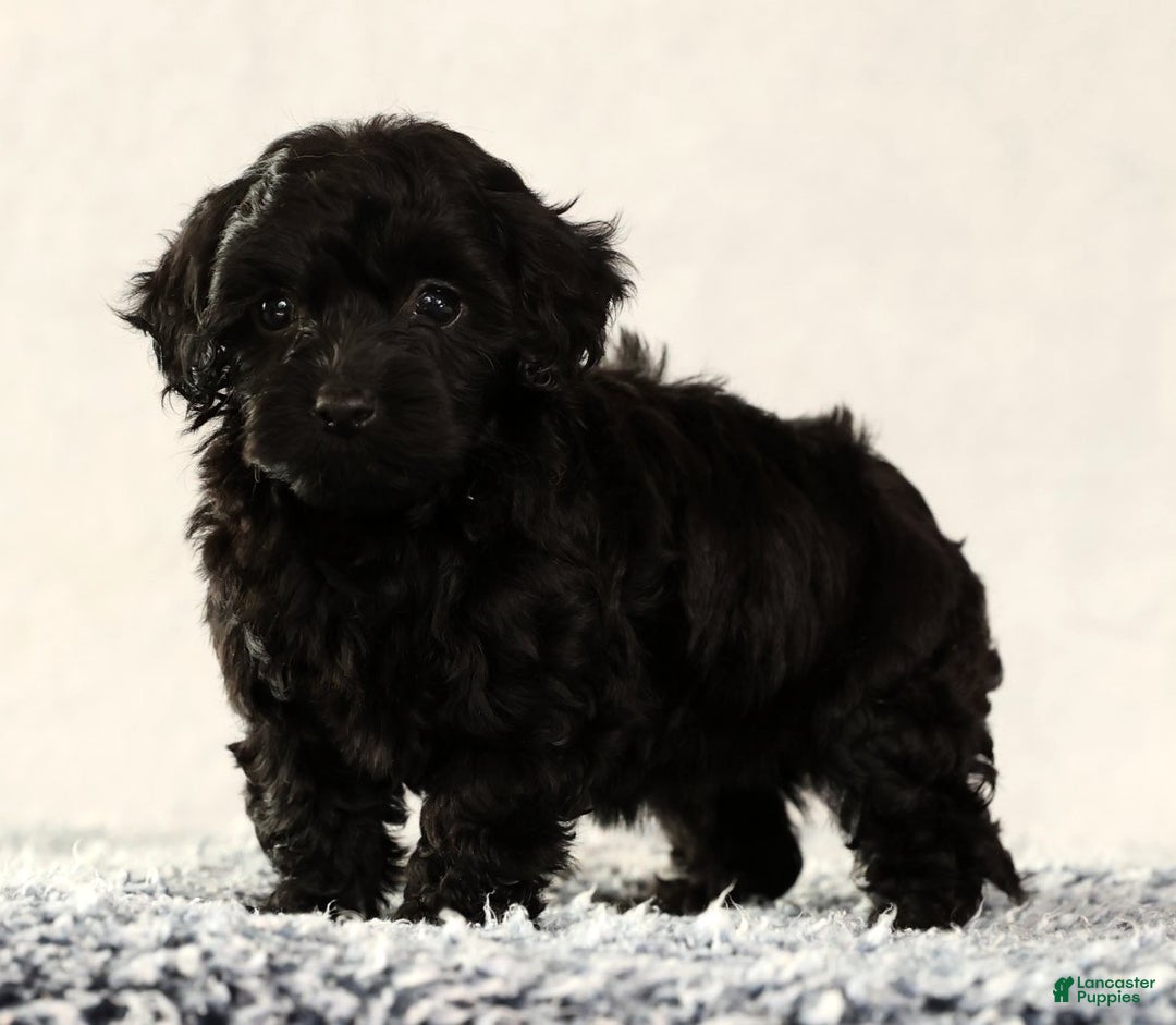 Havapoo dogs for sale: Wendy - Ad 3