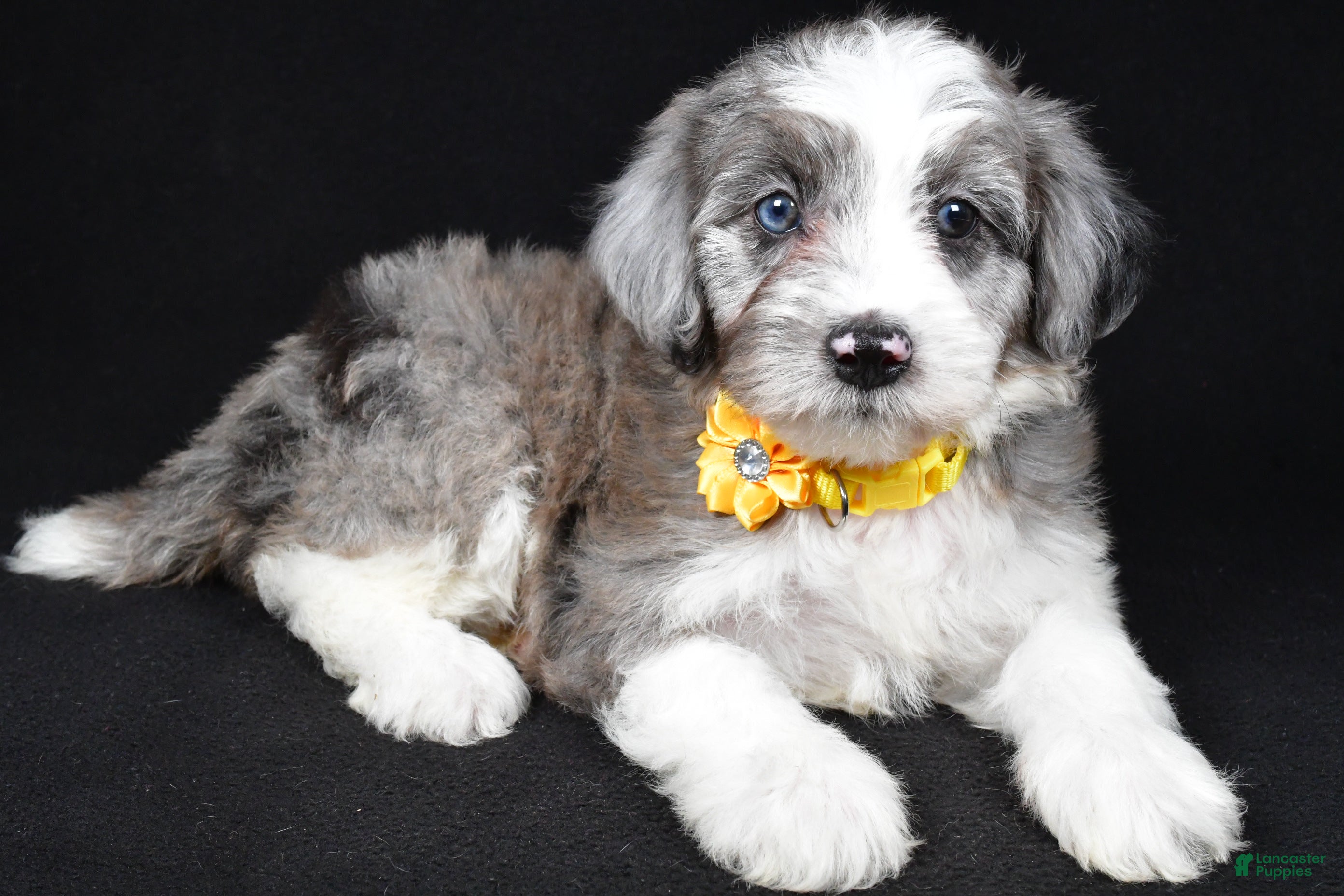 Mini Aussiedoodle dogs Nikki - Ad 2