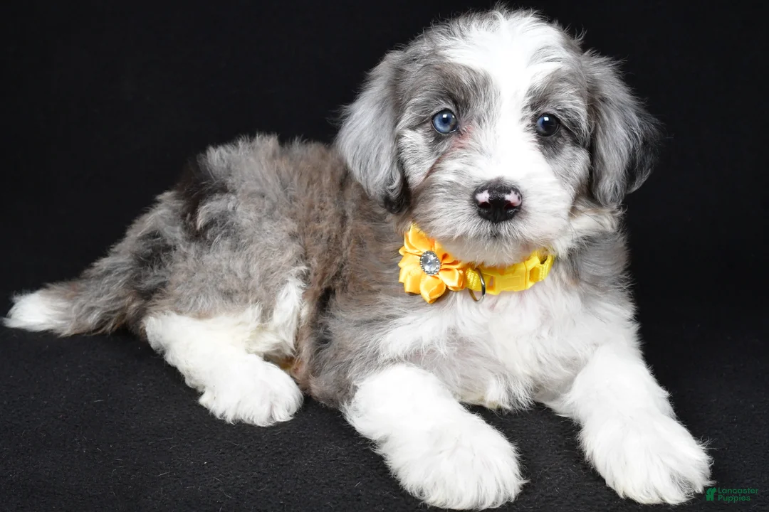 Mini Aussiedoodle dogs for sale: Nikki - Ad 2