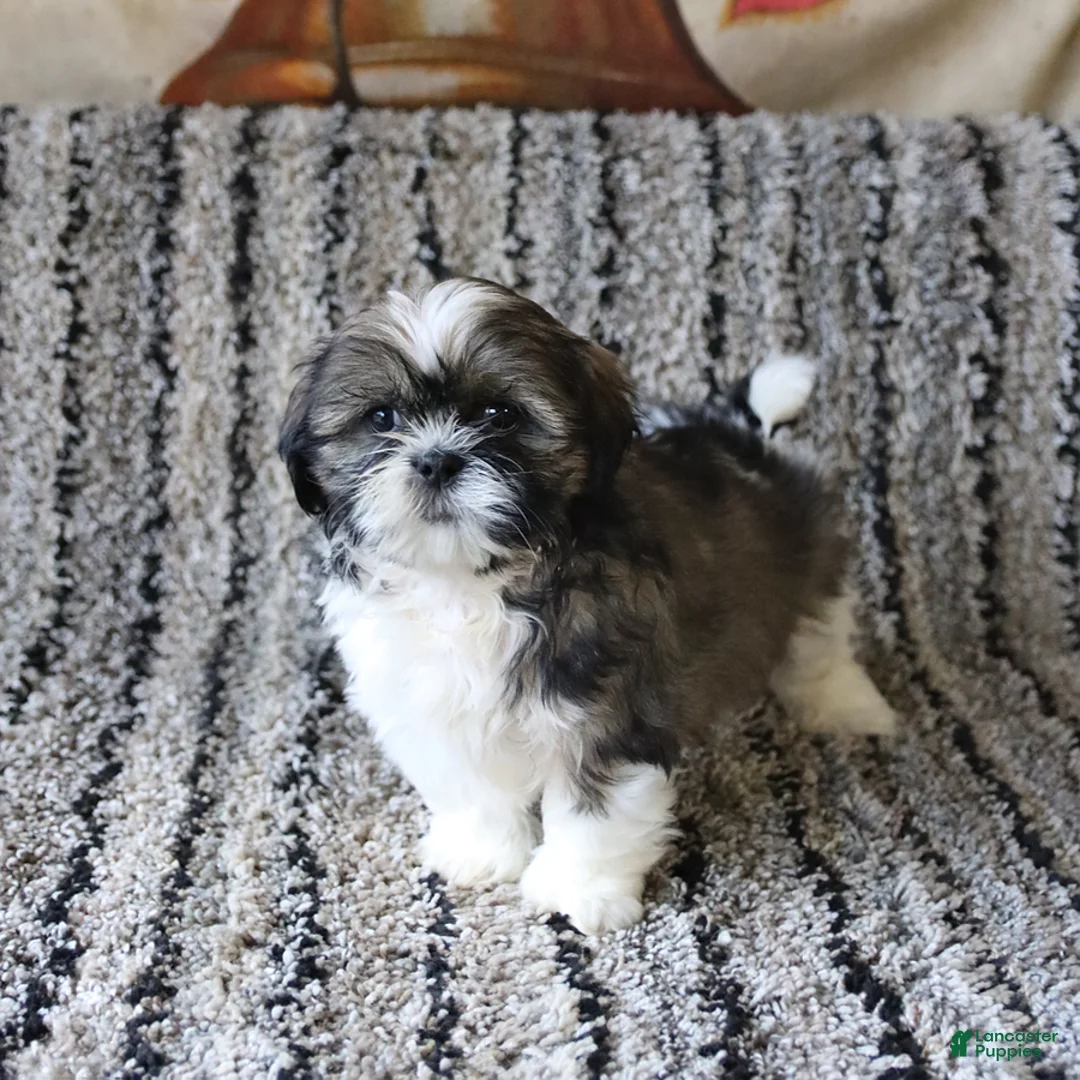 Shih Tzu dogs for sale: Rascal - Ad 4