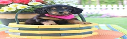 Doxiepoo dogs for sale: Isabelle - Ad 3