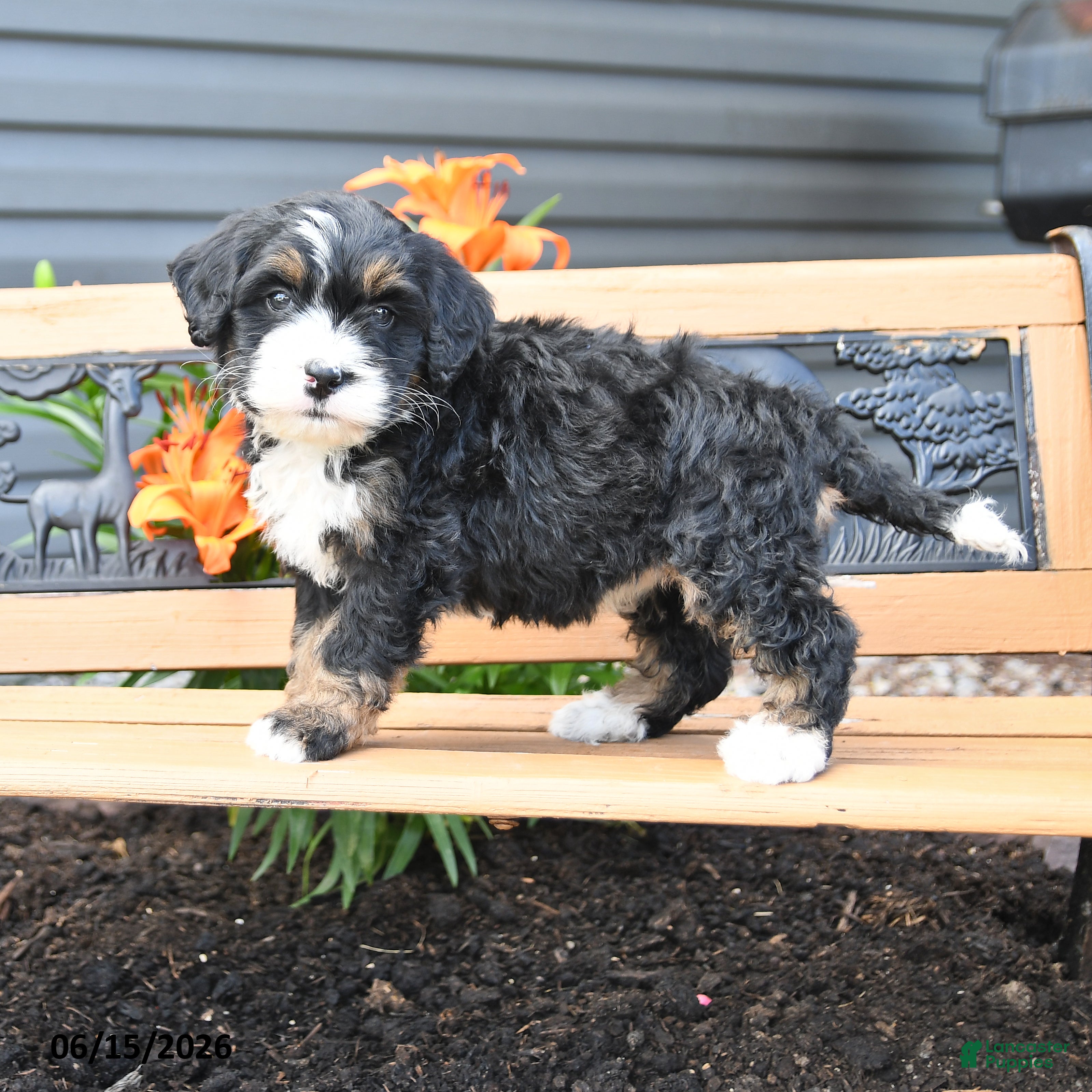 Bernedoodle dogs Mandy - Ad 1