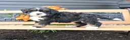 Bernedoodle dogs for sale: Mandy - Ad 1