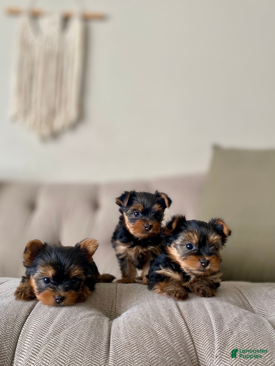 Yorkshire Terrier dogs for sale: Ivy - Ad 5