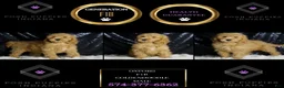Mini Goldendoodle dogs for sale: Oxford - Ad 6