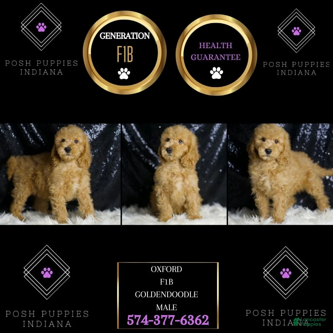 Mini Goldendoodle dogs for sale: Oxford - Ad 6