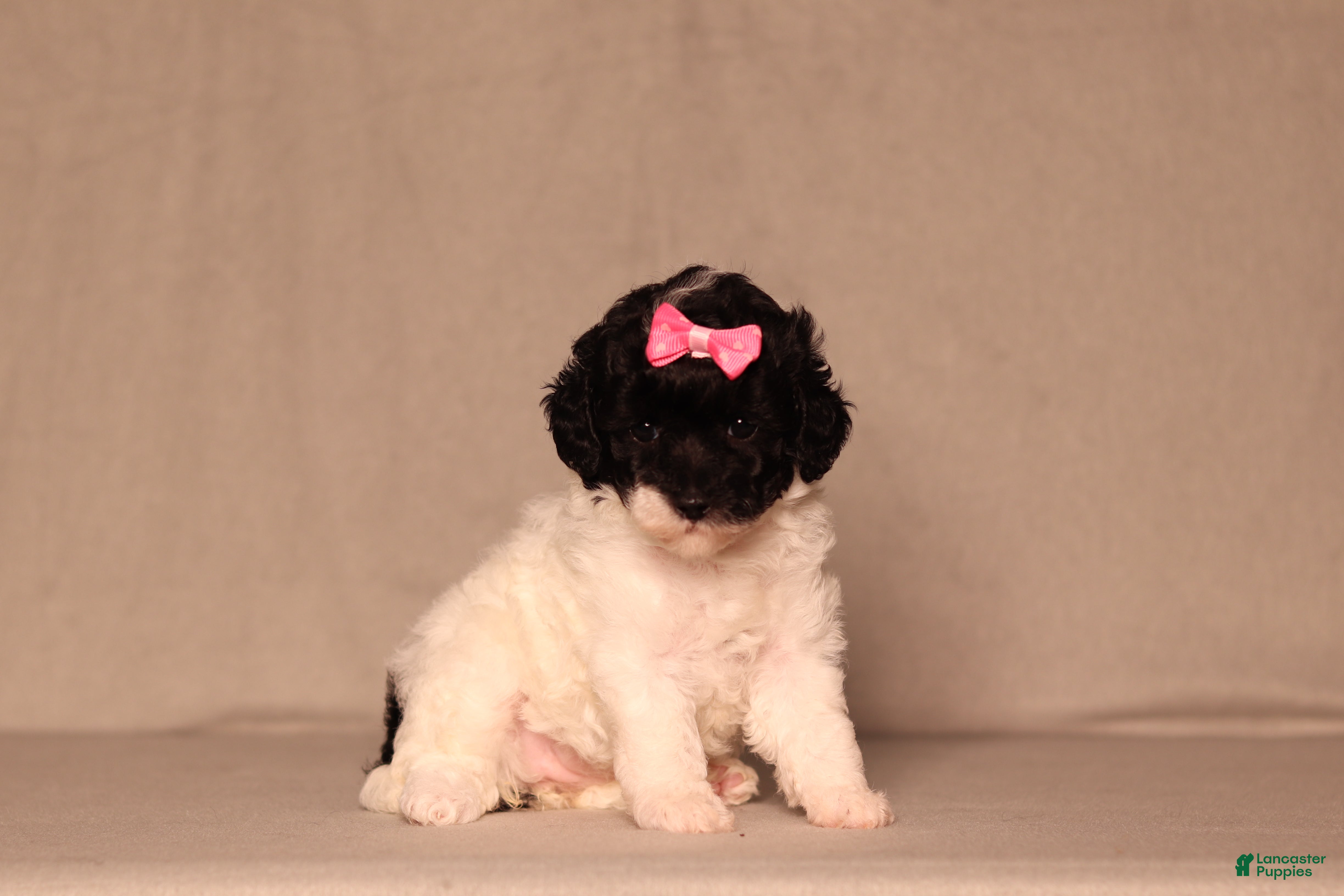 Miniature Poodle dogs Bailey - Ad 1