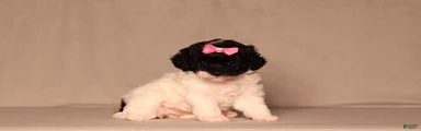 Bailey