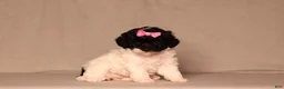 Miniature Poodle dogs for sale: Bailey - Ad 1