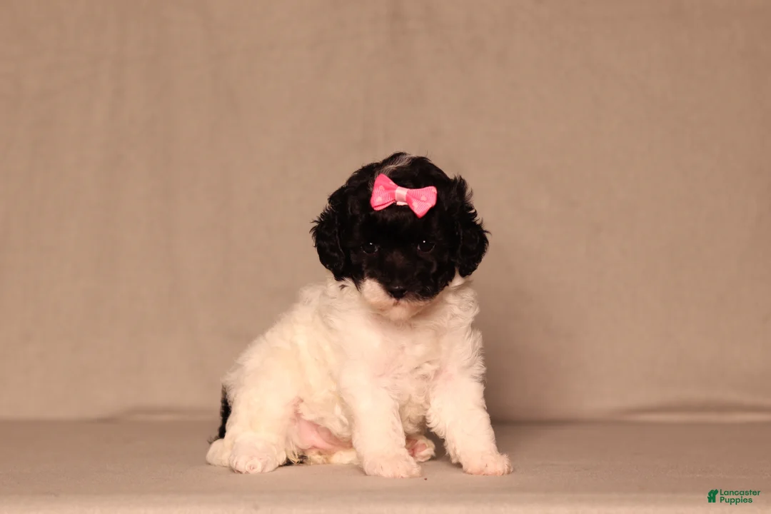 Miniature Poodle dogs for sale: Bailey - Ad 1