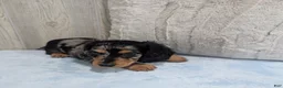 Miniature Dachshund dogs for sale: Shadow - Ad 4