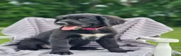 Mixed Breed dogs for sale: Daisy Golden Mountain Dog  - Ad 5