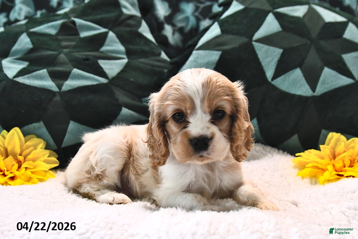 English Cocker Spaniel dogs Louanna Rose - Ad 1