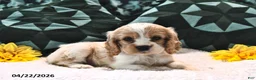 English Cocker Spaniel dogs for sale: Louanna Rose - Ad 1