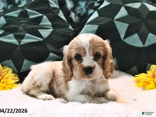 English Cocker Spaniel dogs for sale: Louanna Rose - Ad 2