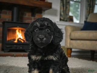 Cockapoo dogs Duke - Ad 16