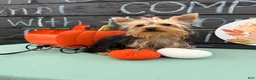 Yorkshire Terrier dogs for sale: Nicole Yorkshire Terrier  - Ad 6