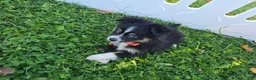 Toy Australian Shepherd dogs for sale: Boy 1 - Ad 5