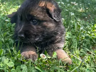 German Shepherd dogs Red Boy - Ad 3