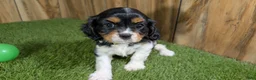 Cavalier King Charles Spaniel dogs for sale: Bessie Boy 2 - Ad 3