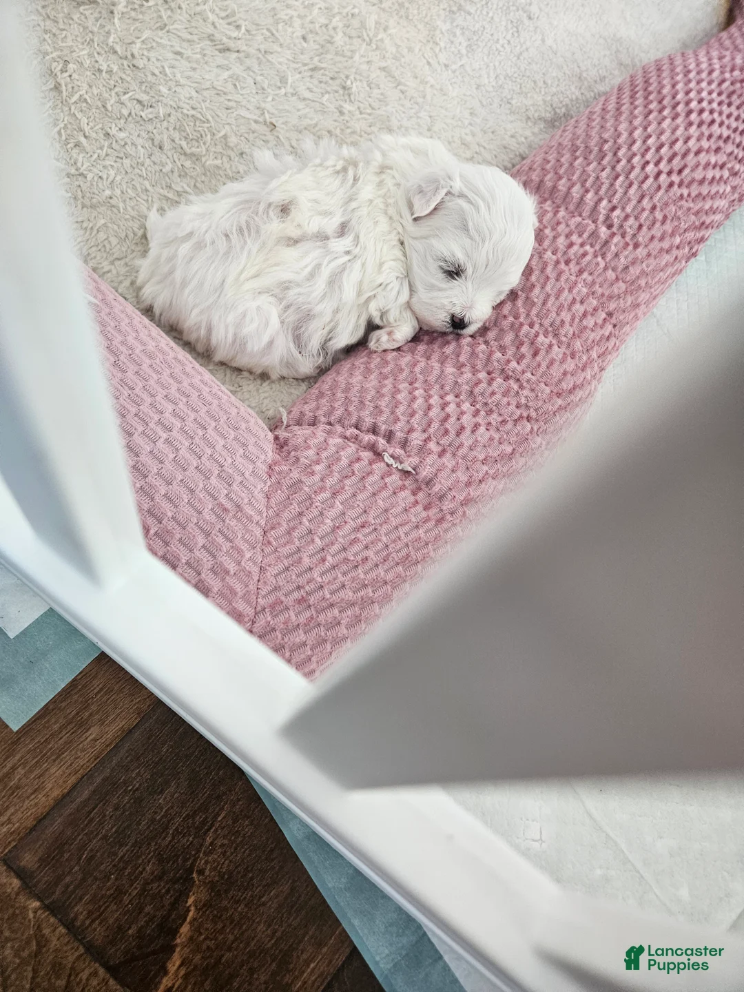 Maltese dogs for sale: Maltese Puppy  - Ad 1