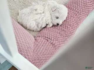 Maltese dogs Maltese Puppy - Ad 19