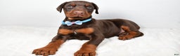 Doberman Pinscher dogs for sale: Wyatt - Ad 6