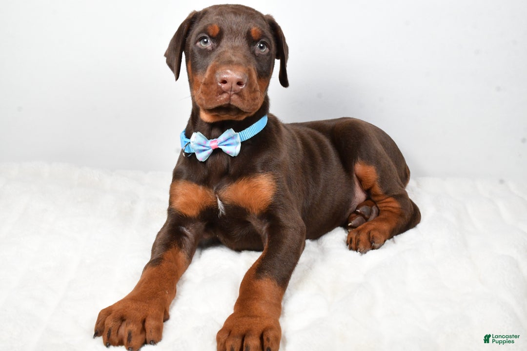 Doberman Pinscher dogs for sale: Wyatt - Ad 6