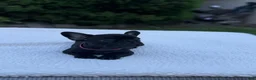 French Bulldog dogs for sale: French Bulldog Puppy 4 - Ad 4