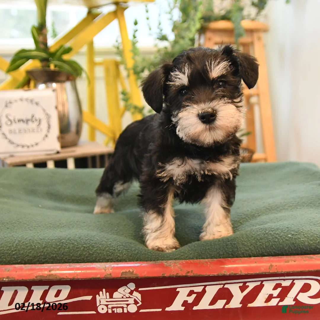 Miniature Schnauzer dogs for sale: Bella   - Ad 1